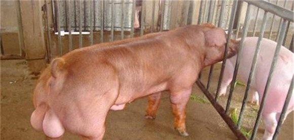 种公猪什么品种最好