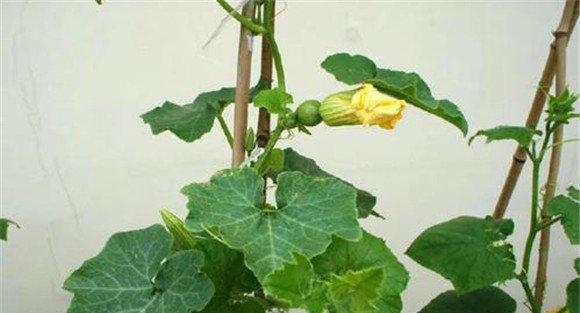 阳台种植南瓜的方法