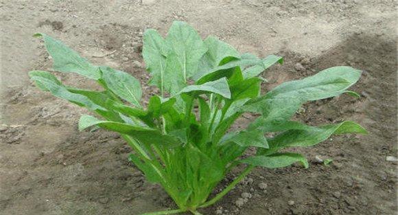 秋冬大叶菠菜的播种方法