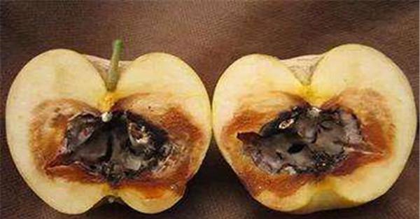 苹果霉心病防治药剂防治