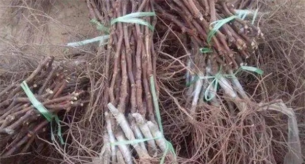 葡萄苗木定植前做哪些准备工作