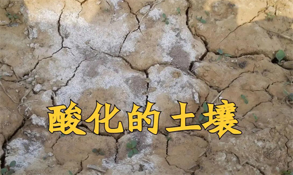 土壤酸化的原因是什么
