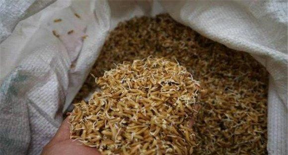 水稻快速催芽需要多长时间