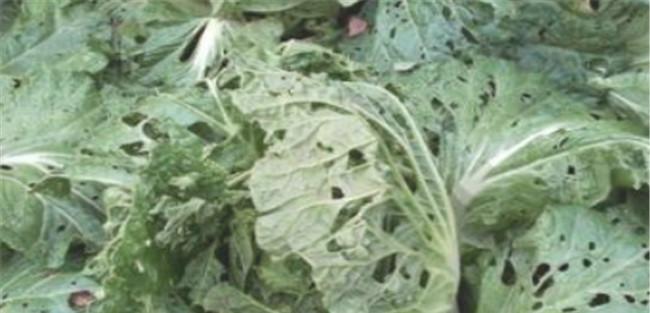 怎样消灭白菜地跳蚤