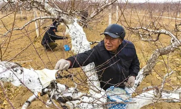桃设施栽培保温前怎样管理