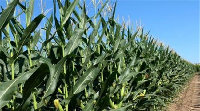 紧凑型玉米的高产栽培技术要点