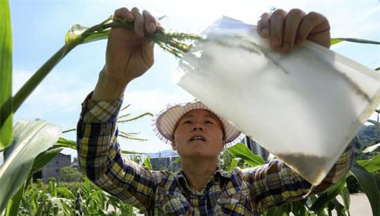 去雄与人工辅助授粉