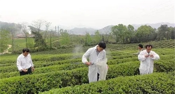 茶树如何做到科学合理用药