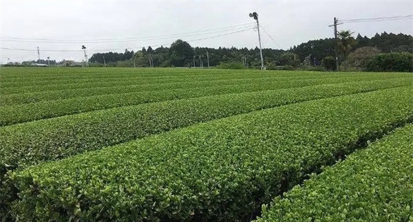 欧盟及日本等国家在茶树上禁止使用的农药