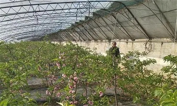 桃设施栽培果实发育期怎样管理