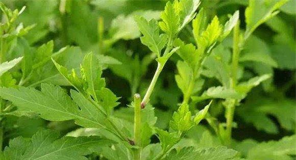 菊花脑的类型及品种