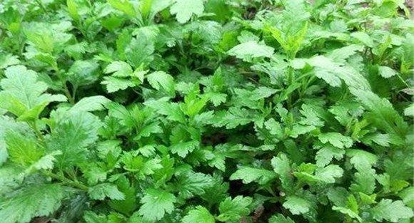 菊花脑的繁殖方法