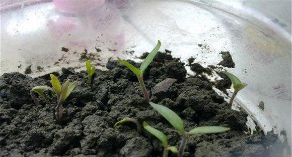 番茄的浸种与催芽方法