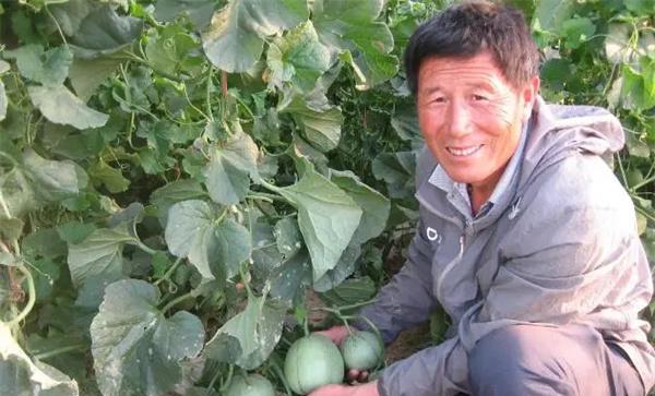 如何报名参加市里的西甜瓜评比
