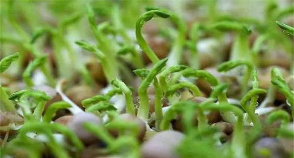 蚕豆芽(苗)管理要点