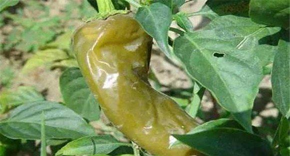 辣椒软腐病的发病症状