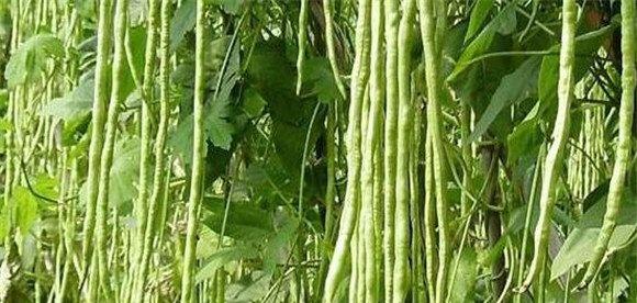 菜豆生长过程包括哪几个阶段