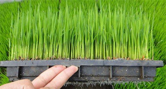 水稻新基质旱育秧技术简介