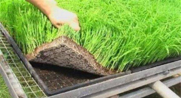 水稻新基质旱育秧技术要点