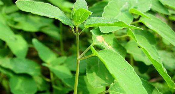 党参种植方法