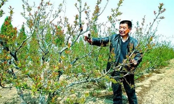 石榴的生长习性与修剪的关系2