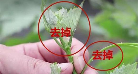 葡萄的摘心和新梢处理