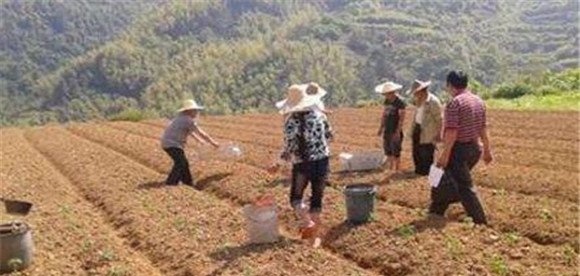 玉米种植要施足基肥
