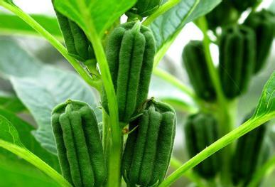 芝麻种植方法