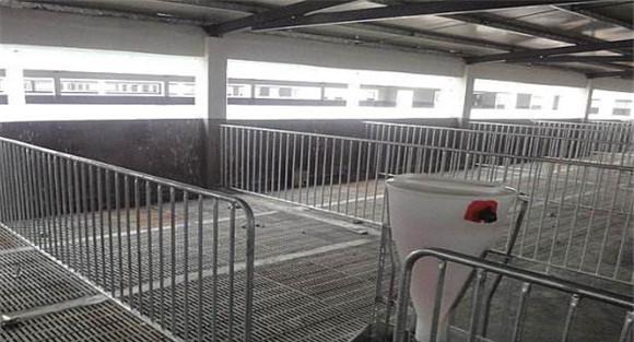 发酵床养猪场