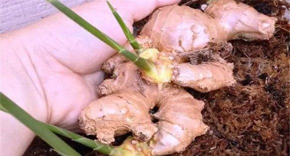 种植生姜的主要步骤与方法