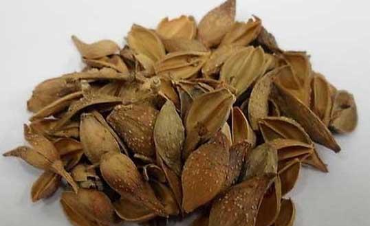 连翘的功效与作用