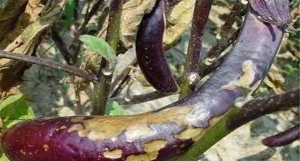 如何防控茄子细菌性褐斑病