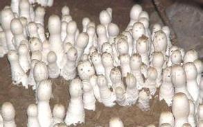 鸡腿菇栽培技术
