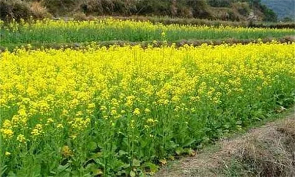 油菜的需肥特性与规律