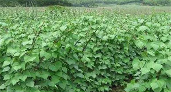 芸豆施肥需注意哪些问题