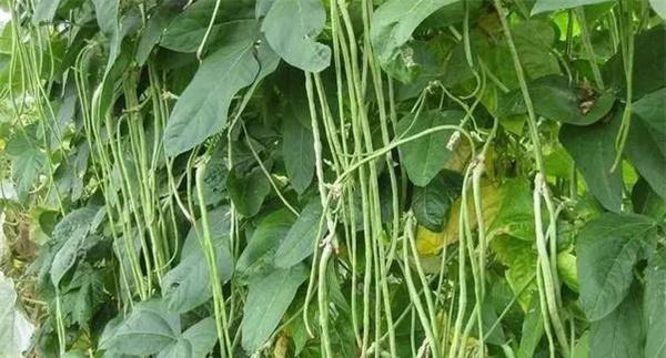 芸豆三步施肥法