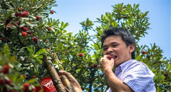 杨梅采摘时间