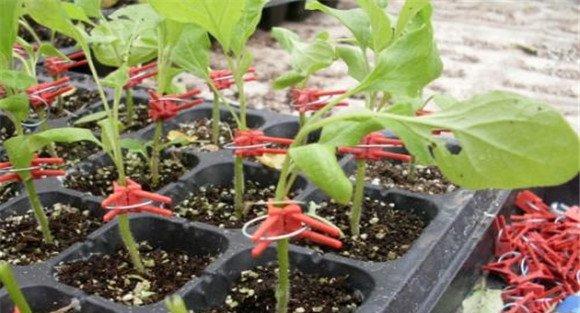 茄子嫁接注意事项