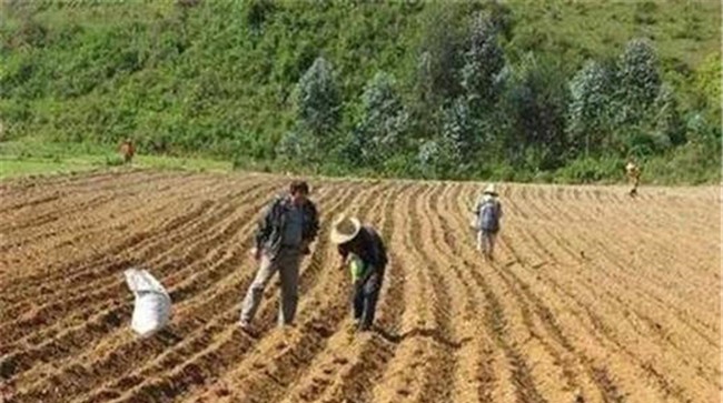 玉米播种过深会有什么影响