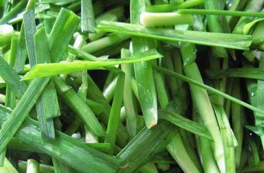 韭菜种植技术