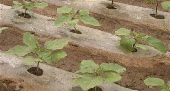 冬春大棚茄子种植高产管理技术