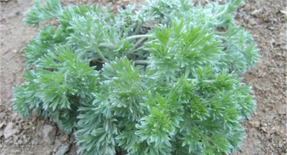 茵陈种植时间