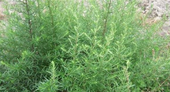 茵陈如何种植 茵陈的栽培技术