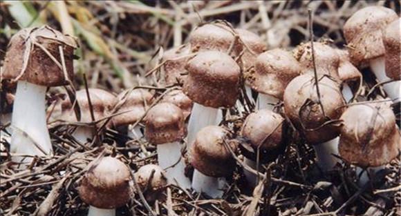 草菇杂菌怎么防治