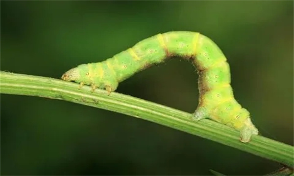 如何防治大造桥虫