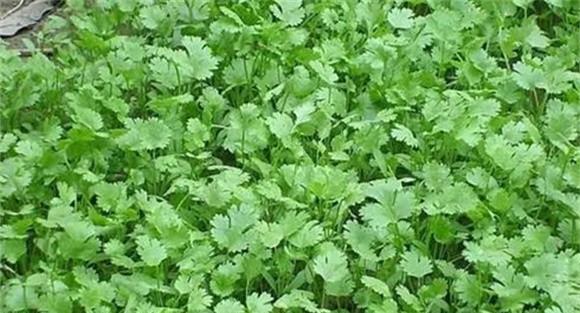 如何防治香菜菌核病