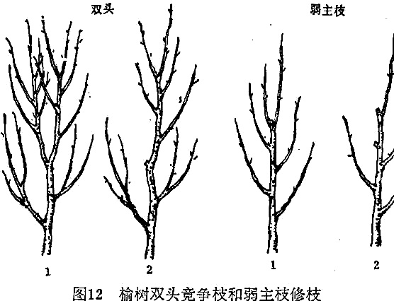 榆树种植技术