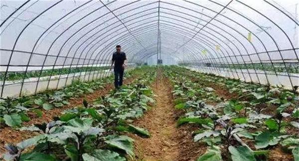 大棚蔬菜撒施肥料
