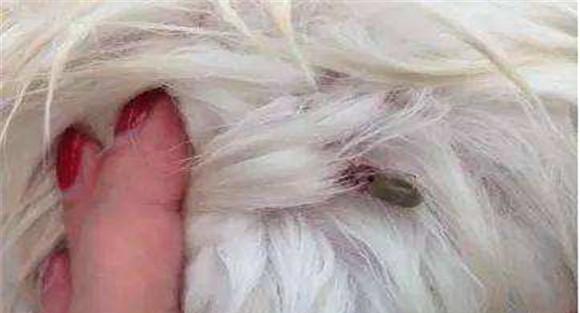 狗旋毛虫的症状
