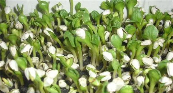 红花芽苗菜无土栽培技术要点